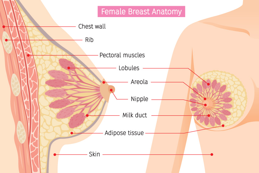 Breast Anatomy | What Are Breasts Made Of | Types of Breast